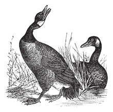 Canadian Goose (Bernicla Canadensis) Vintage Engraving