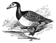 Barnacle Goose (Branta Leucopsis), Vintage Engraving.