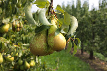 Pear Trees Laden With Fruit In An Orchard In The Sun