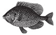 Pumpkinseed Sunfish or Lepomis gibbosus, vintage engraving