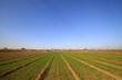 wheat field under the blue sky