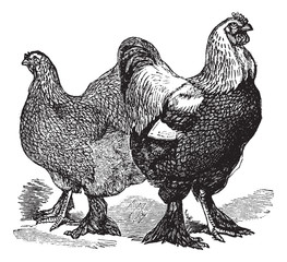 Male and female of Brahmas (chicken) vintage engraving