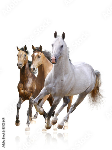 Plakat konie na białym tle