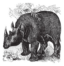 Black Rhinoceros Or Diceros Bicornis Vintage Engraving
