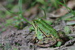 Żaba zielona
