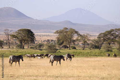 Obraz na płótnie canvas trzyczęściowy "tryptyk" Zebra w tsavo, Kenia
