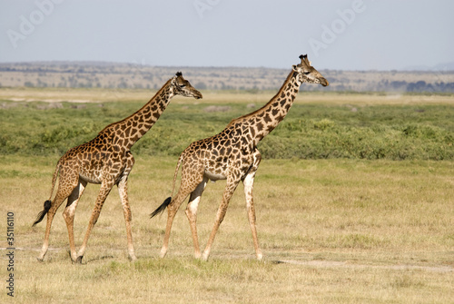 Obraz na płótnie canvas Żyrafy w amboseli np, Kenia