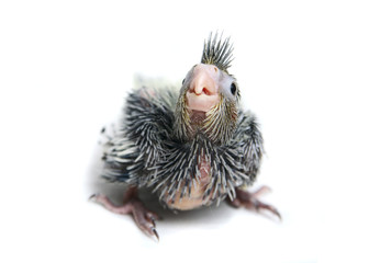 Canvas Print - One Baby cocktails parakeet. Isolated on white