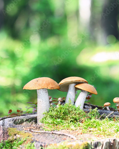 Obraz na płótnie canvas czteroczęściowy "tetraptyk" Pomarańczowe grzyby borowiki (leccinum aurantiacum)