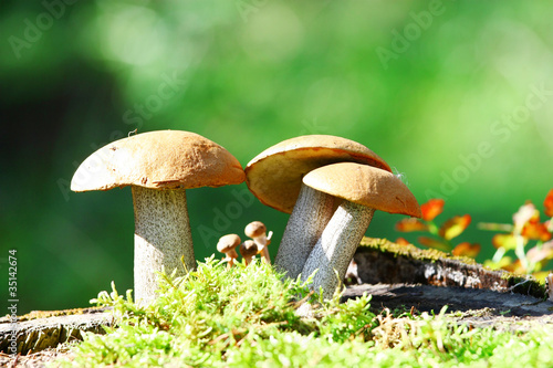 Obraz na płótnie canvas trzyczęściowy "tryptyk" Pomarańczowe grzyby borowiki (leccinum aurantiacum)