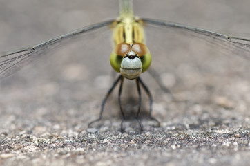 dragonfly in garden