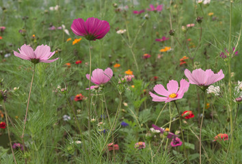 Wall Mural - cosmos