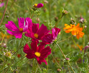 cosmos