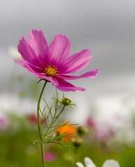 Wall Mural - cosmos