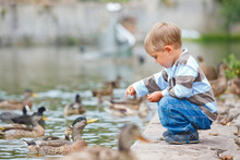 Cute Little Boy Feeding Ducks