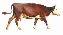 Side View Of A Walking Brown Cow In Front Of A White Background