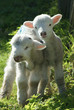 English Spring Lambs