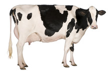Holstein Cow, 5 Years Old, Standing In Front Of White Background
