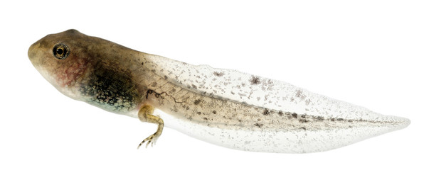 Wall Mural - Common Frog, Rana temporaria tadpole with hind legs