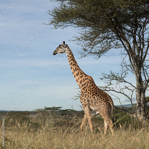 Obraz na płótnie canvas trzyczęściowy "tryptyk" Żyrafa w parku narodowym serengeti, tanzania, Afryka
