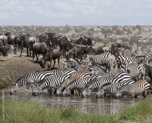 Obraz na płótnie canvas dwuczęściowy "dyptyk" Zebry pije w parku narodowym serengeti, tanzania, Afryka