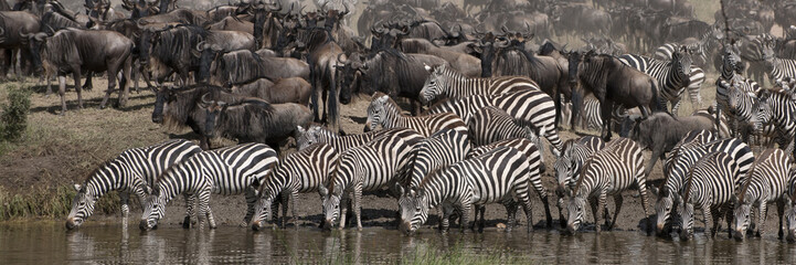 Wall Mural - Zebras drinking at the Serengeti National Park, Tanzania, Africa