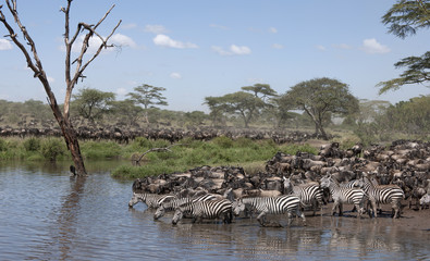 Poster - Zebras and Wildebeest at the Serengeti National Park, Tanzania