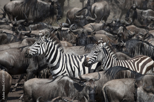 Obraz na płótnie canvas GNU i zebry w parku narodowym serengeti