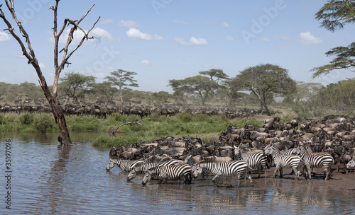 Obraz na płótnie canvas czteroczęściowy "tetraptyk" Zebry i gnu w parku narodowym serengeti, tanzania