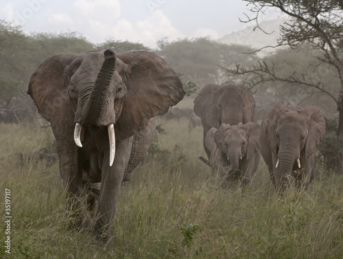 Tapeta ścienna Słonie w parku narodowym serengeti, tanzania, Afryka
