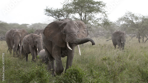 Tapeta ścienna Słonie w parku narodowym serengeti, tanzania, Afryka