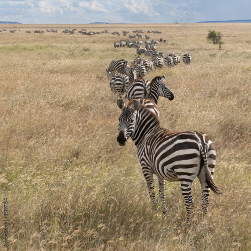 Obraz na płótnie canvas trzyczęściowy "tryptyk" Zebry w parku narodowym serengeti, tanzania, Afryka