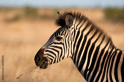 Obraz na płótnie canvas dwuczęściowy "dyptyk" Bliska zebra żuć kawałek trawy