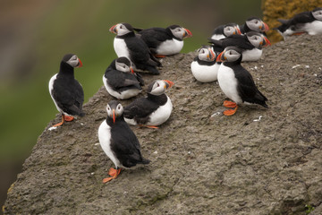 Wall Mural - Atlantic Puffin or Common Puffin, Fratercula arctica, on Mykines