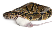 Python Royal Python Eating A Mouse, Ball Python, Python Regius