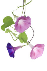 Wall Mural - morning glory