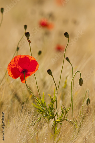 Obraz na płótnie canvas dwuczęściowy "dyptyk" Maki (papaver rhoeas) w polu zbóż (pszenica /