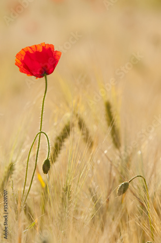 Obraz na płótnie canvas Maki (papaver rhoeas) w polu zbóż (pszenica /