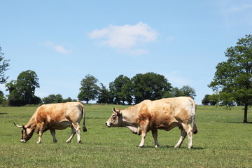 Wall Mural - Aubrac Beef Cattle Cows Grazing Profile