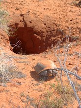 Desert Tortoise, Gopherus Agassizii, Near Burrow