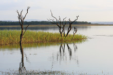 Two Dead Trees On The Edge Of A Lake
