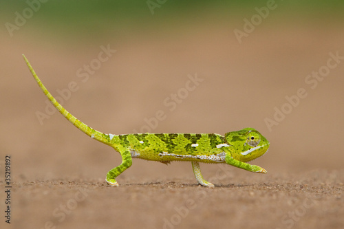 Naklejka samoprzylepna Mały zielony kameleon