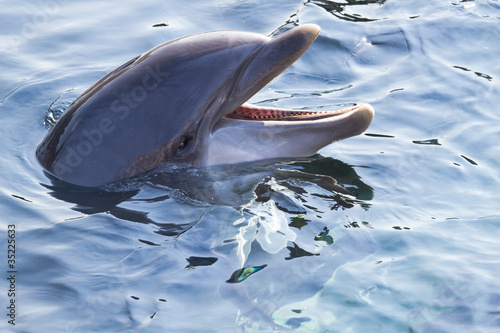 Fotoboard na płycie Bottlenose delfin lub tursiops truncatus patrząc w górę