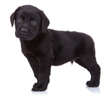 Curious Black Labrador