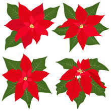 Poinsettia Flowers For Christmas Decorations