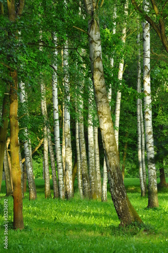 Naklejka samoprzylepna Las
