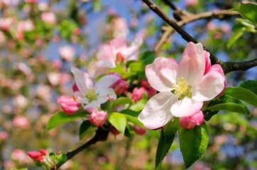 Canvas Print - Apfelblüte - apple blossom 07