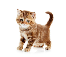 British Shorthair kitten cat isolated