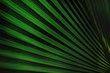 © Vasily Merkushev - palm leaf surface, natural background