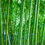 Fototapeta Sypialnia - Bambus
